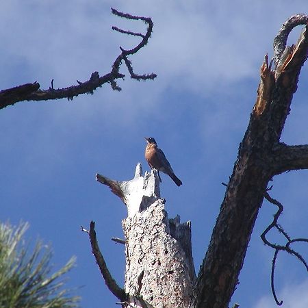 Вілла Thunderheart Кастер Екстер'єр фото